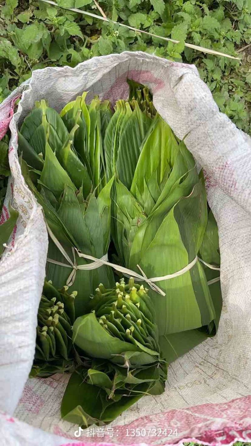 广东新鲜野生粽子叶芒叶，纯野生香味浓，一手货源，量大从优