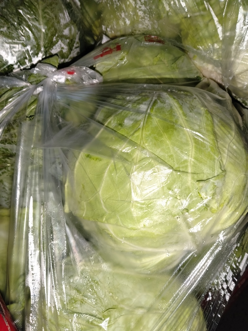 甘蓝大量有货价格美丽地头装车