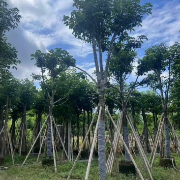 秋枫骨架10-25分，基地直销，价格优惠，大量现货