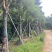 秋枫骨架10-25分，基地直销，价格优惠，大量现货