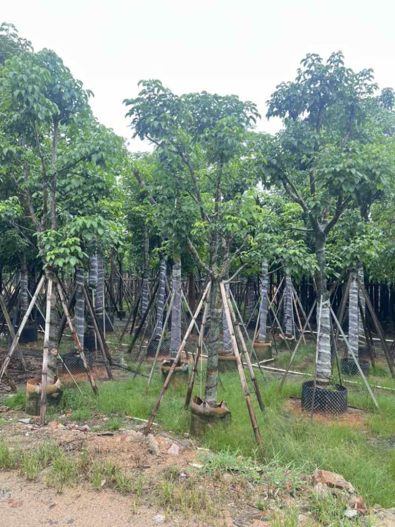秋枫骨架10-25分，基地直销，价格优惠，大量现货