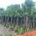 秋枫骨架10-25分，基地直销，价格优惠，大量现货
