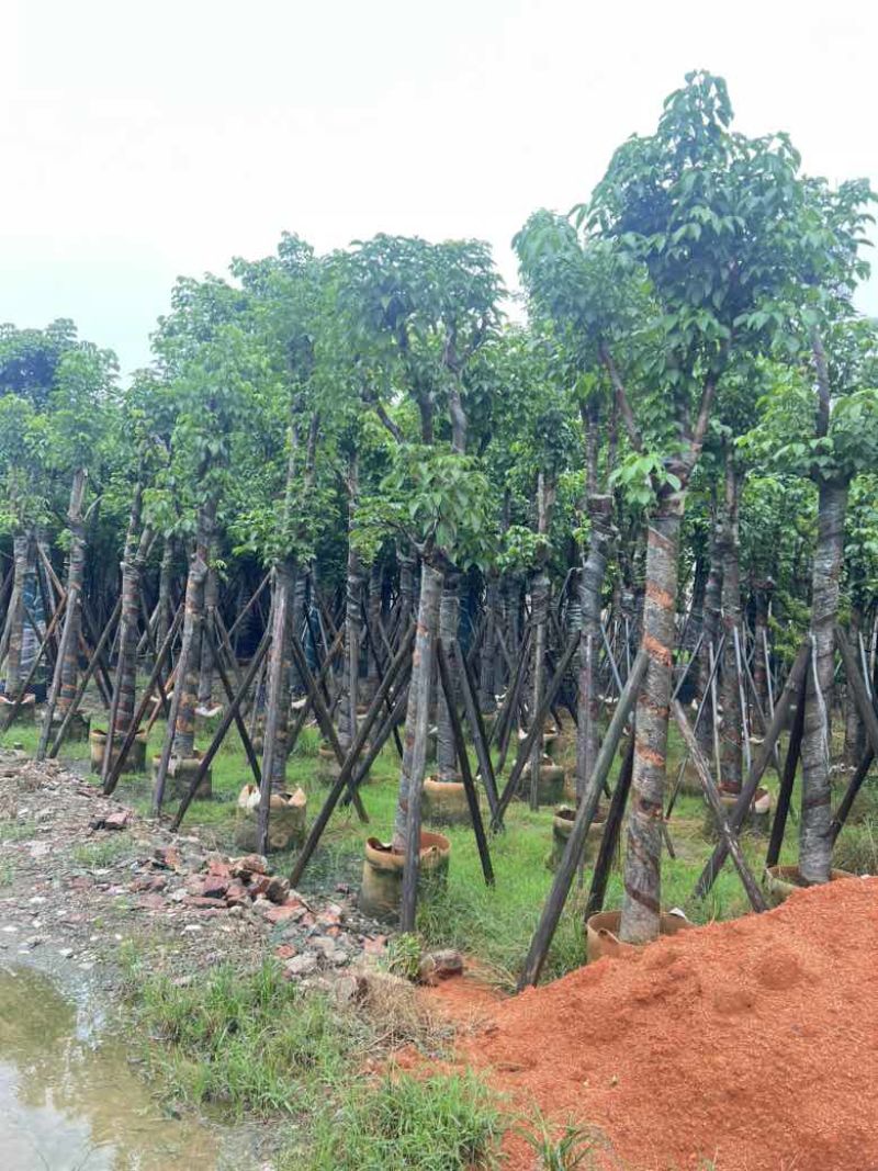 秋枫骨架10-25分，基地直销，价格优惠，大量现货