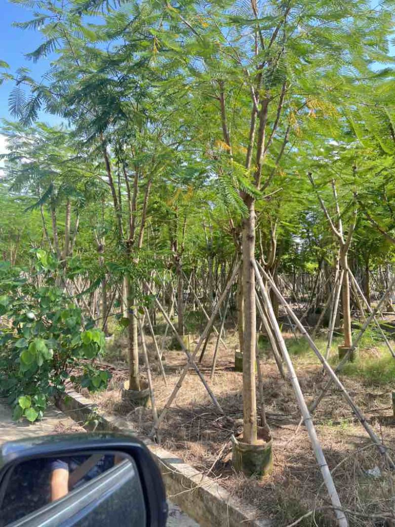 凤凰木骨架10-25分，基地直销，价格优惠，大量现货