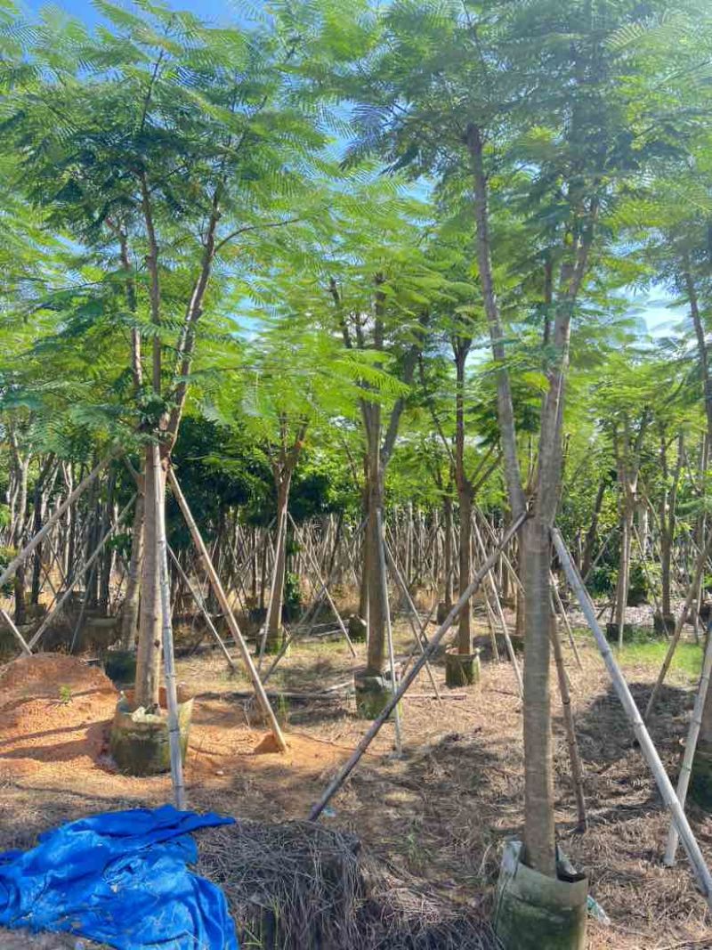 凤凰木骨架10-25分，基地直销，价格优惠，大量现货