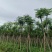 凤凰木骨架10-25分，基地直销，价格优惠，大量现货