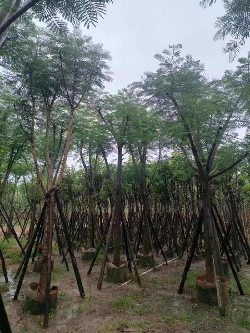 凤凰木骨架10-25分，基地直销，价格优惠，大量现货