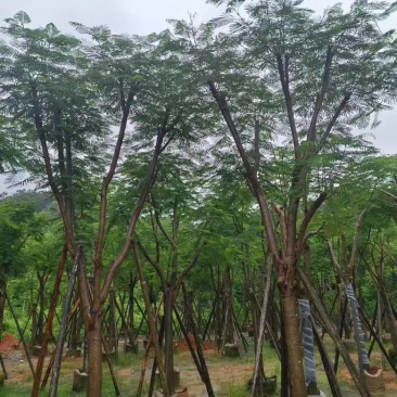 凤凰木骨架10-25分，基地直销，价格优惠，大量现货