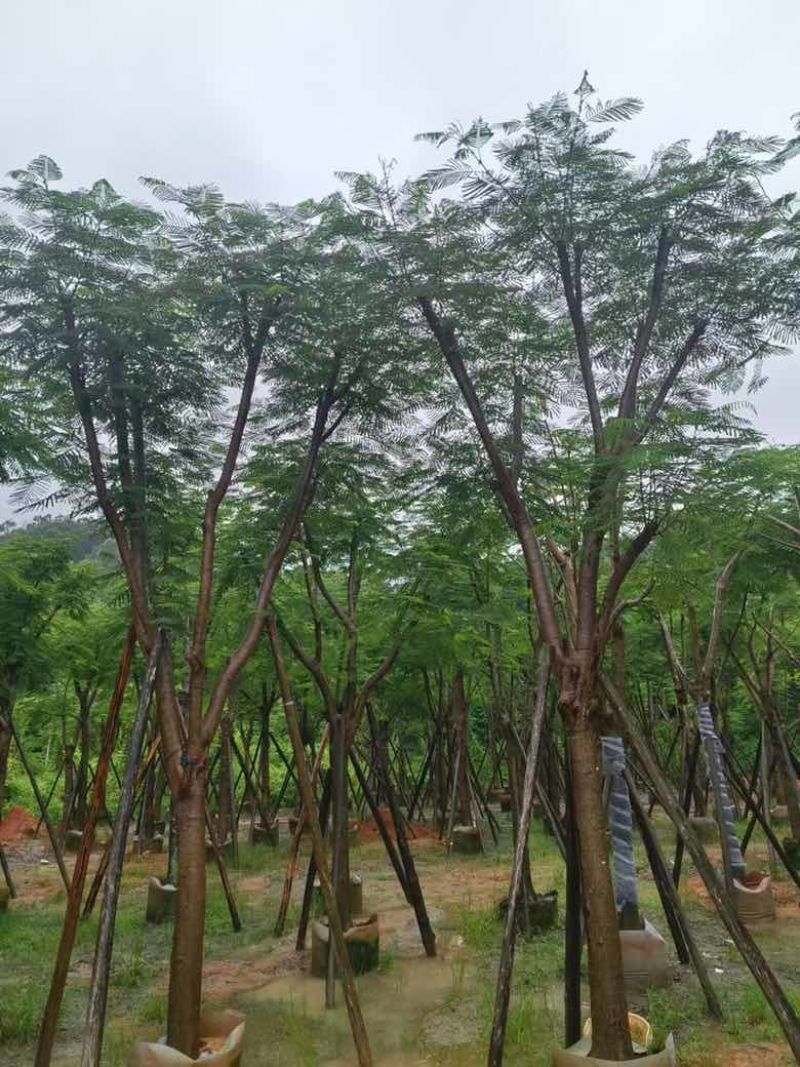 凤凰木骨架10-25分，基地直销，价格优惠，大量现货