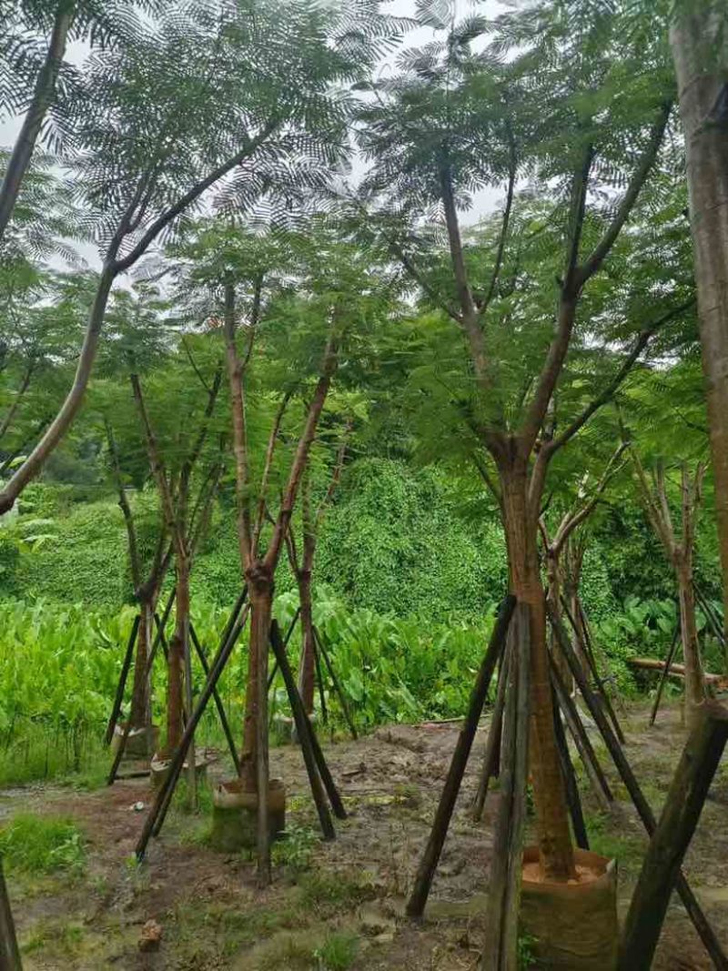 凤凰木骨架10-25分，基地直销，价格优惠，大量现货