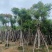 凤凰木骨架10-25分，基地直销，价格优惠，大量现货