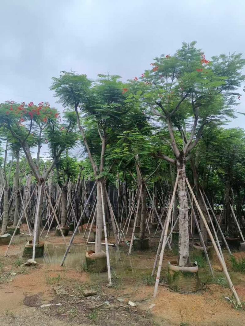 凤凰木骨架10-25分，基地直销，价格优惠，大量现货