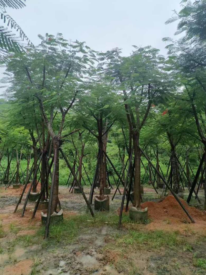 凤凰木骨架10-25分，基地直销，价格优惠，大量现货