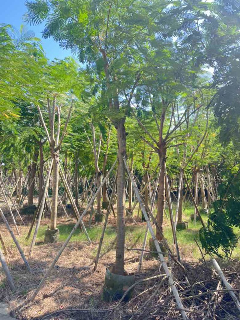 凤凰木骨架10-25分，基地直销，价格优惠，大量现货