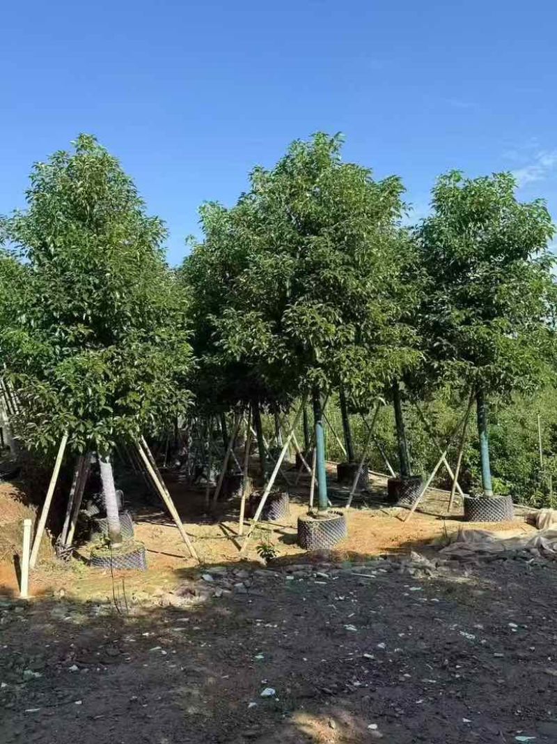 香樟养冠8-25分，基地直销，价格优惠，大量现货，欢迎选购