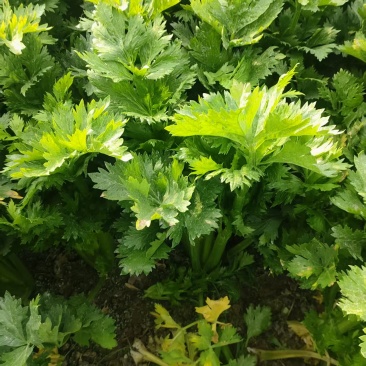 精品西芹供，市场，平台，电商，食堂。