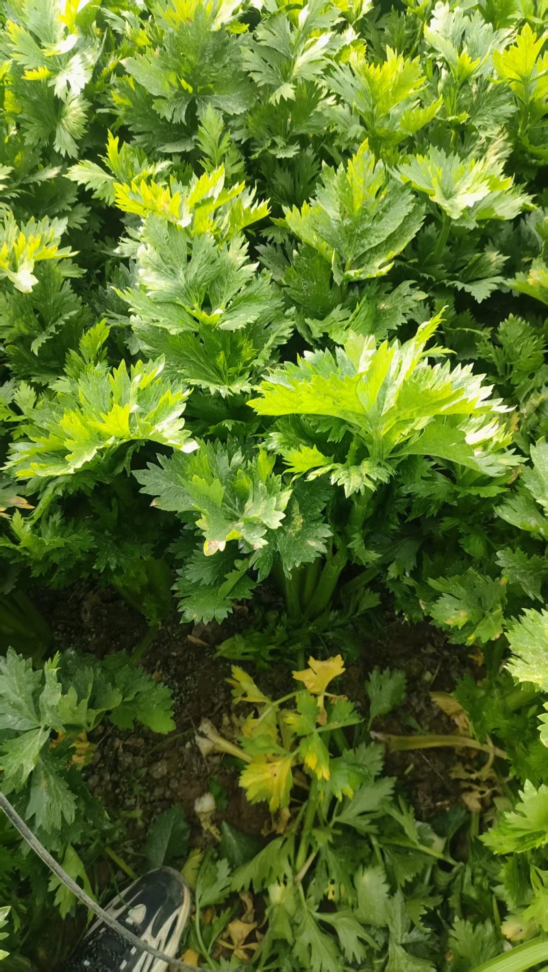 精品西芹供，市场，平台，电商，食堂。