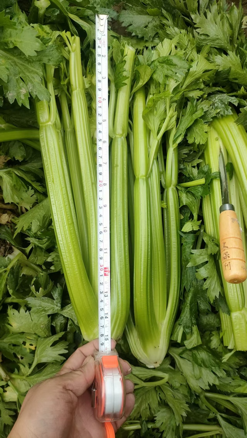 精品西芹供，市场，平台，电商，食堂。