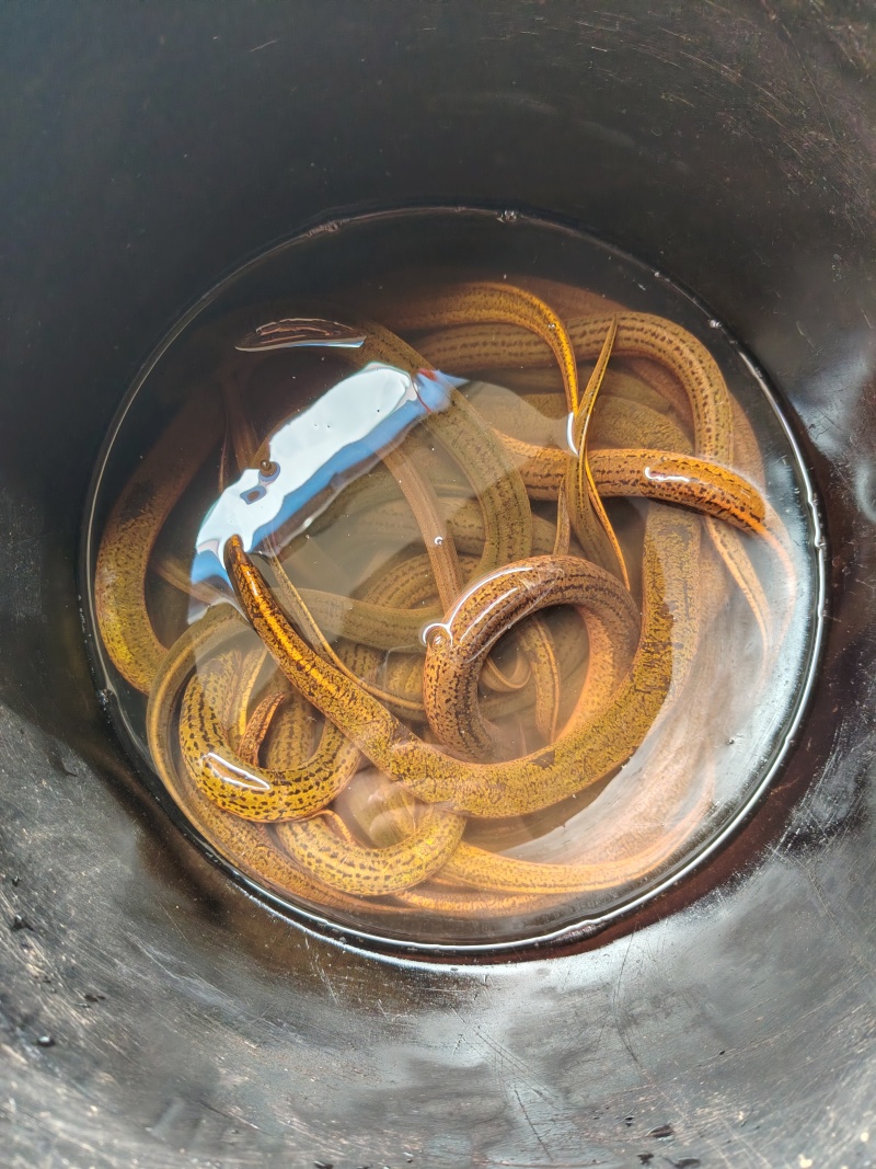 益阳虾稻田黄鳝
