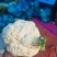 精品花菜，供市场，平台，电商，食堂。