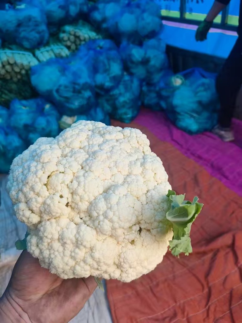 精品花菜，供市场，平台，电商，食堂。