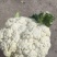 精品花菜，供市场，平台，电商，食堂。