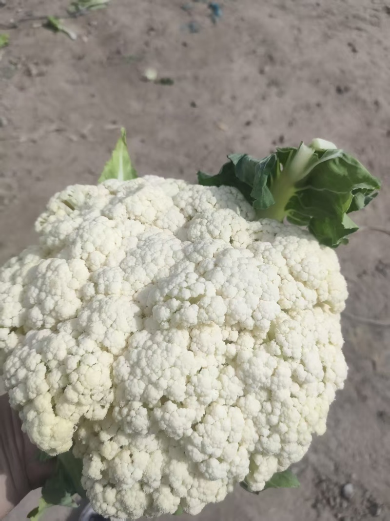 精品花菜，供市场，平台，电商，食堂。