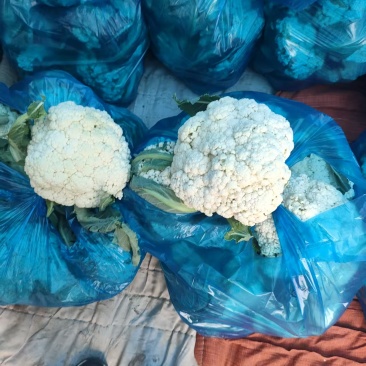 精品花菜，供市场，平台，电商，食堂。