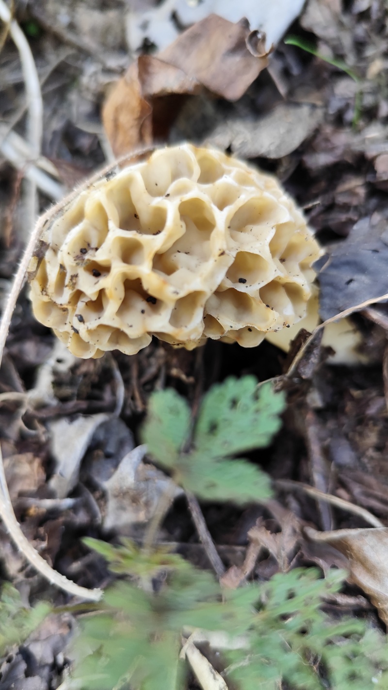 秦岭大山里面野生羊肚菌新鲜采摘数量有限，先到先得