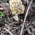 秦岭大山里面野生羊肚菌新鲜采摘数量有限，先到先得