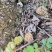 秦岭大山里面野生羊肚菌新鲜采摘数量有限，先到先得
