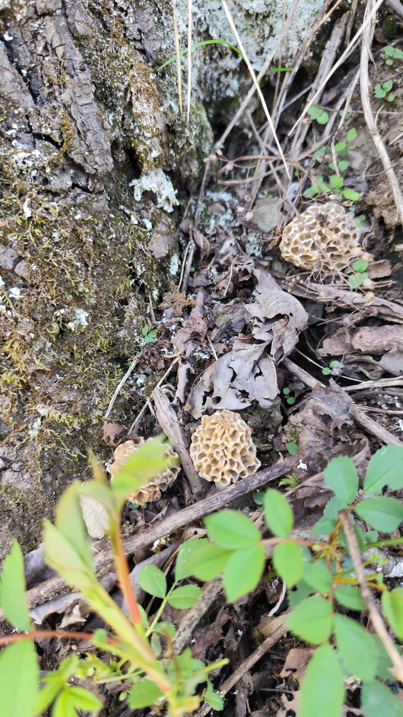 秦岭大山里面野生羊肚菌新鲜采摘数量有限，先到先得