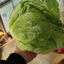 优质生菜球