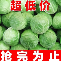 甘蓝菜
