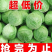 甘蓝菜