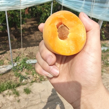 金太阳大量上市