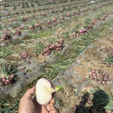 精品红皮电商洋葱个头匀实一手货源产地直发量大可优