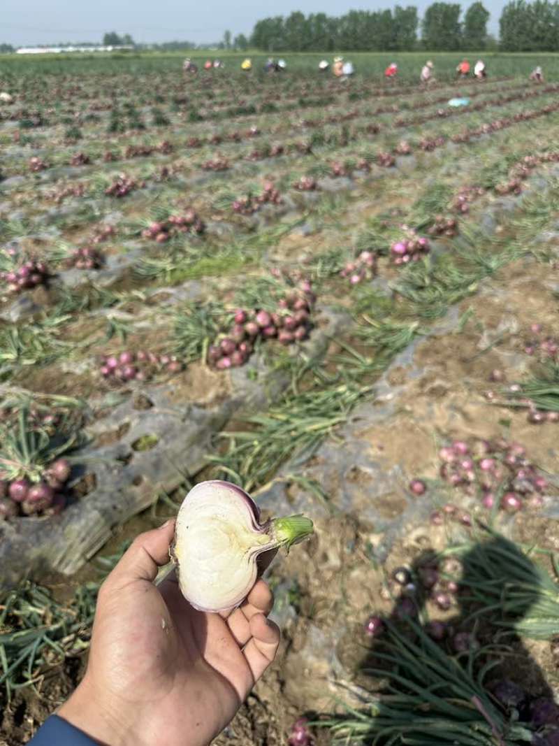 精品红皮电商洋葱个头匀实一手货源产地直发量大可优