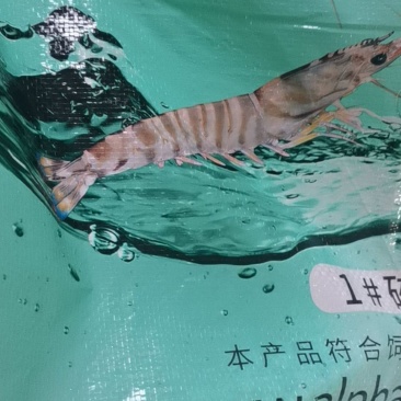 南美白对虾