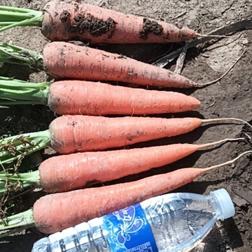 胡萝卜🥕