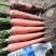 胡萝卜🥕
