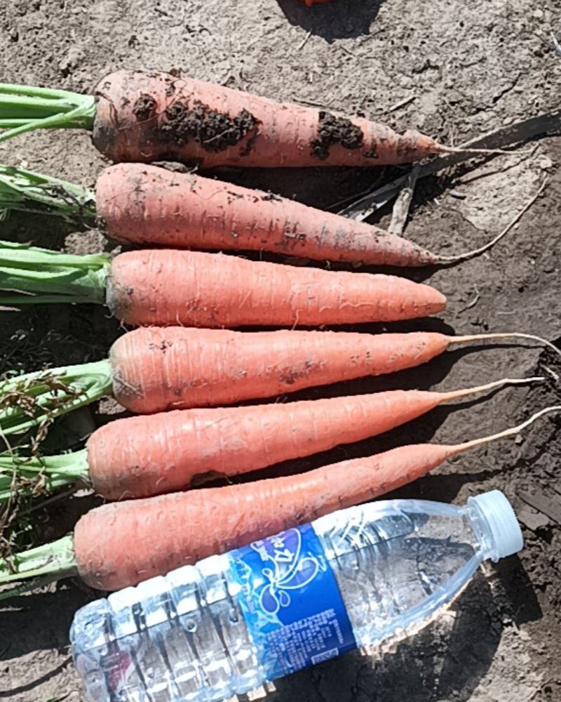胡萝卜🥕
