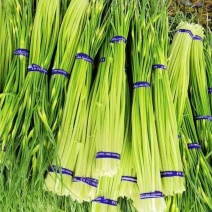 电商**:沂蒙山鲜蒜薹新鲜上市。**，电商，商超。几毛钱一斤