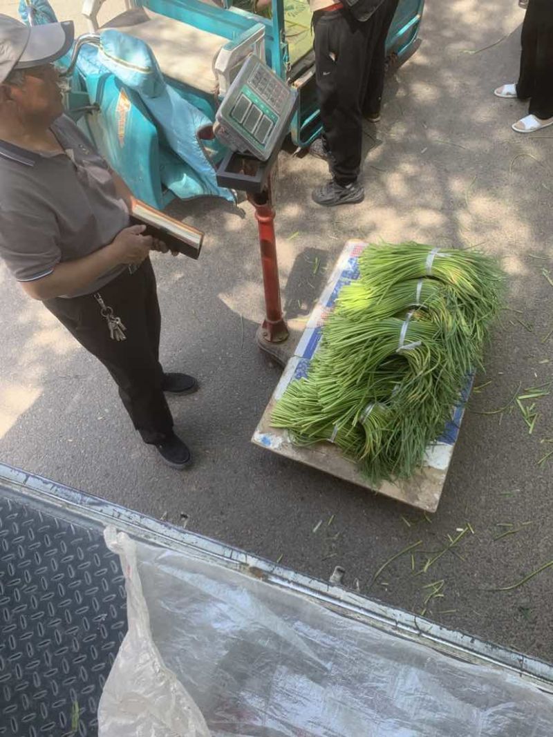 手拔苔钉采苔25～35公分