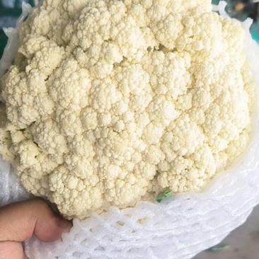 邯郸菜花松花菜，大量有货，