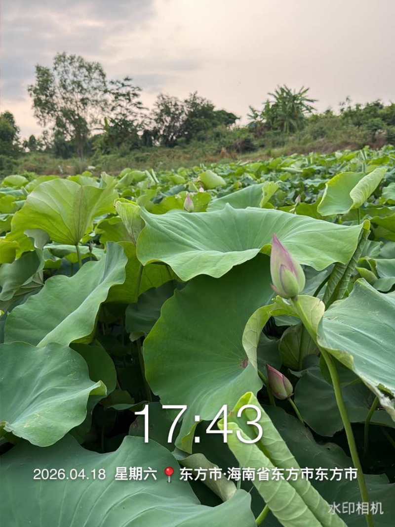 国内**批