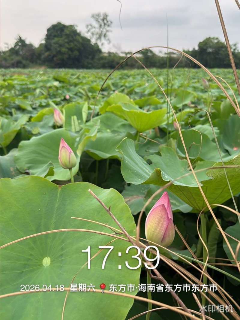 国内**批