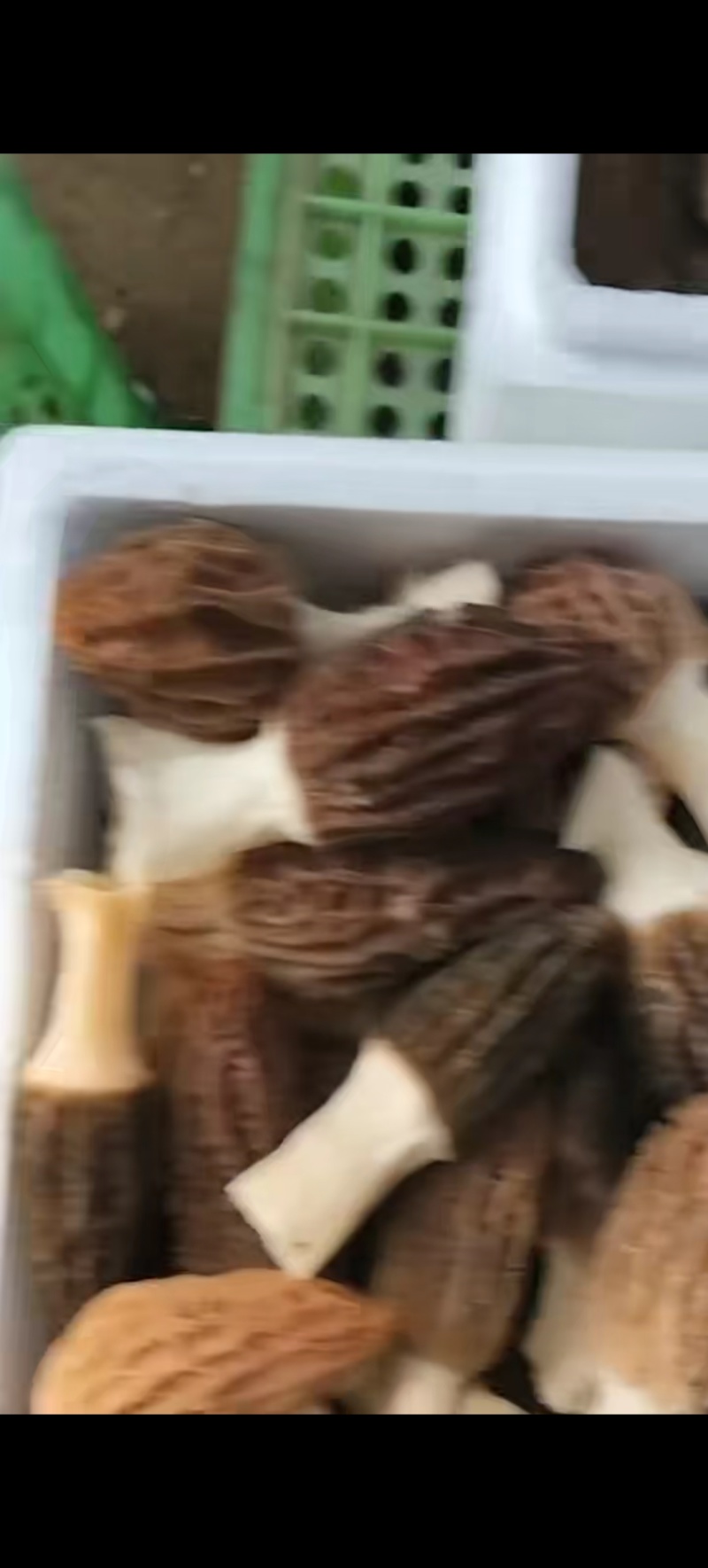 自家产羊肚菌新鲜刚摘一箱2斤装京津冀包邮150