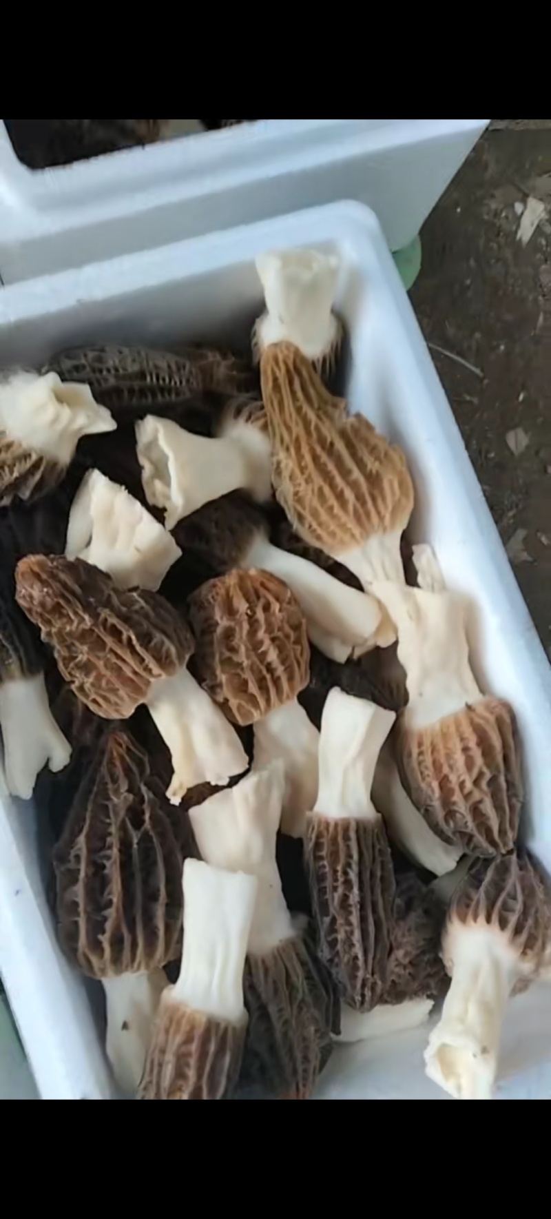 自家产羊肚菌新鲜刚摘一箱2斤装京津冀包邮150