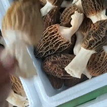 自家产羊肚菌新鲜刚摘一箱2斤装京津冀包邮150